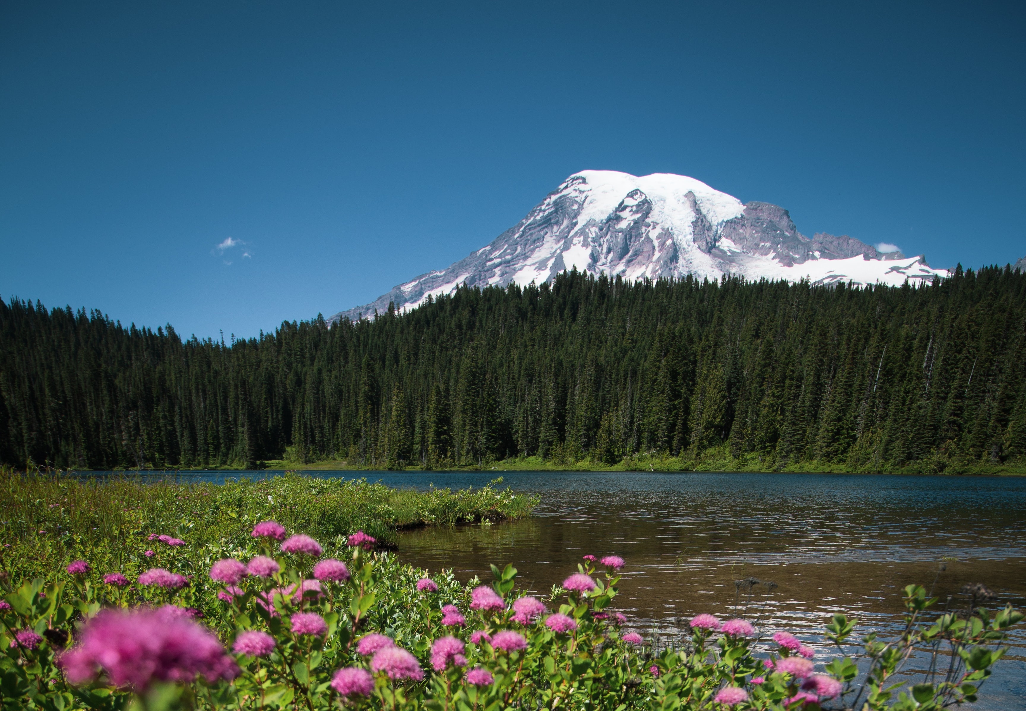 flowers in a field with a forest and Mt. Rainier in the background